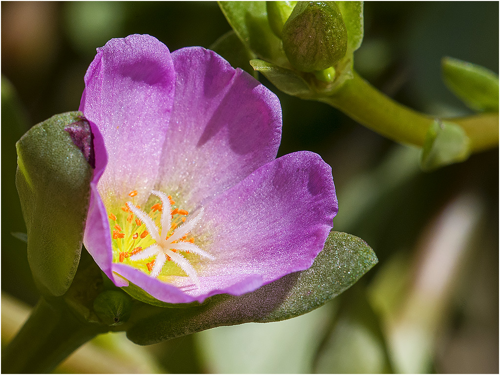 Portulaca Carnaval