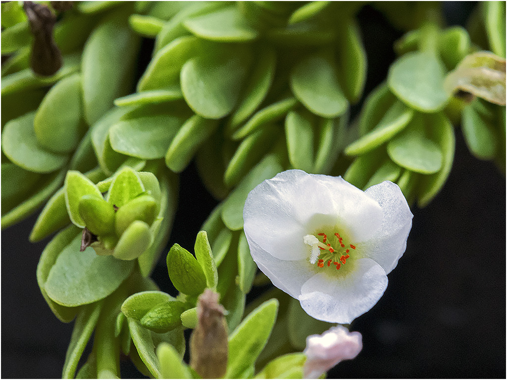 Portulaca Carnaval
