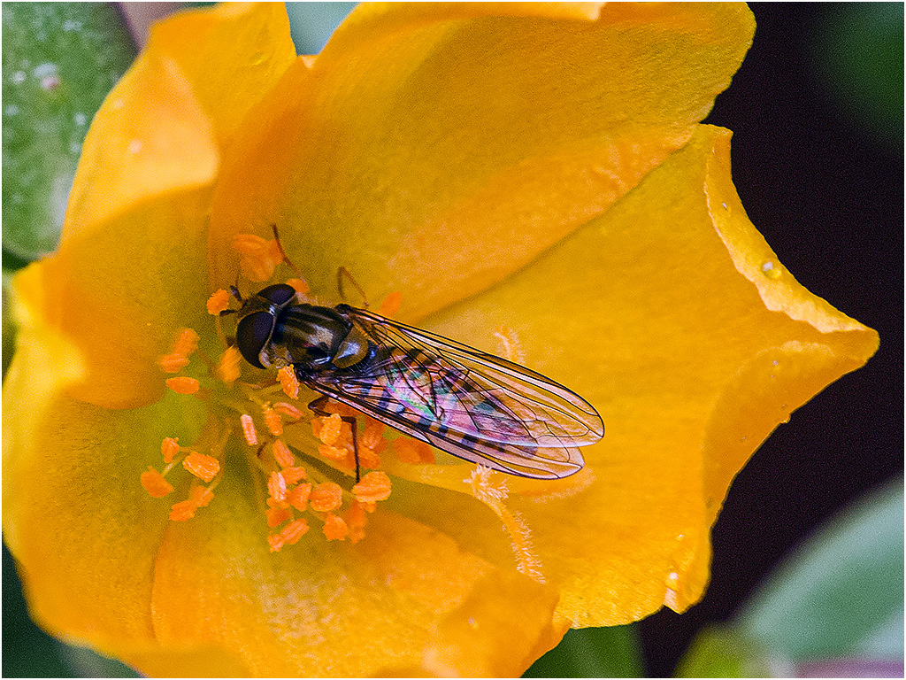 Zweefvlieg & Portulaca Carnaval