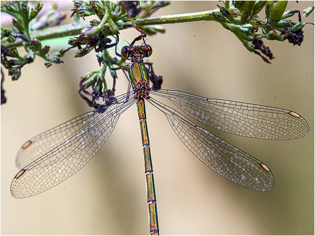 Libelle