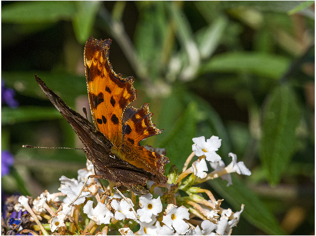 Gehakkelde Aurelia Vlinder